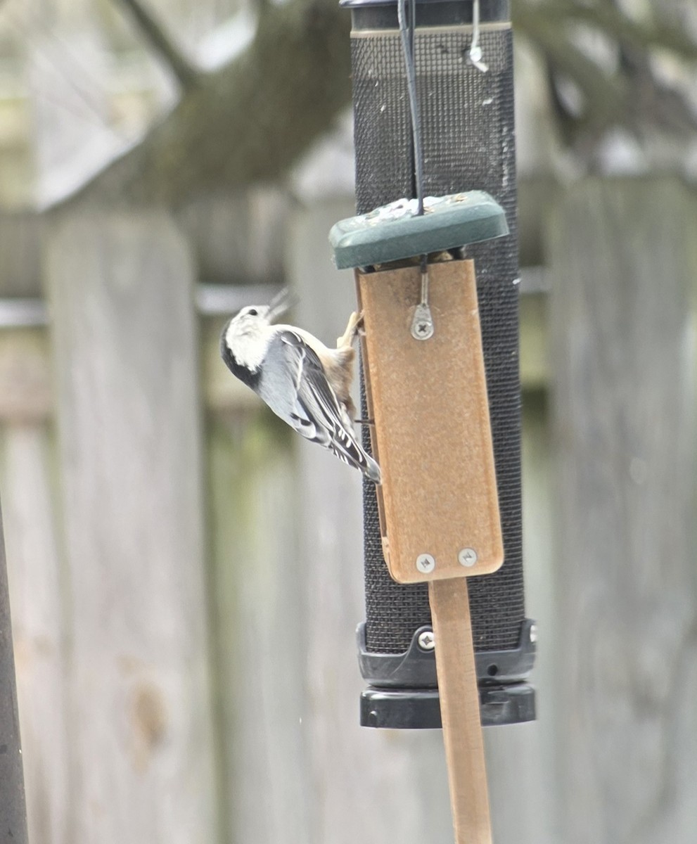 White-breasted Nuthatch - ML646975334