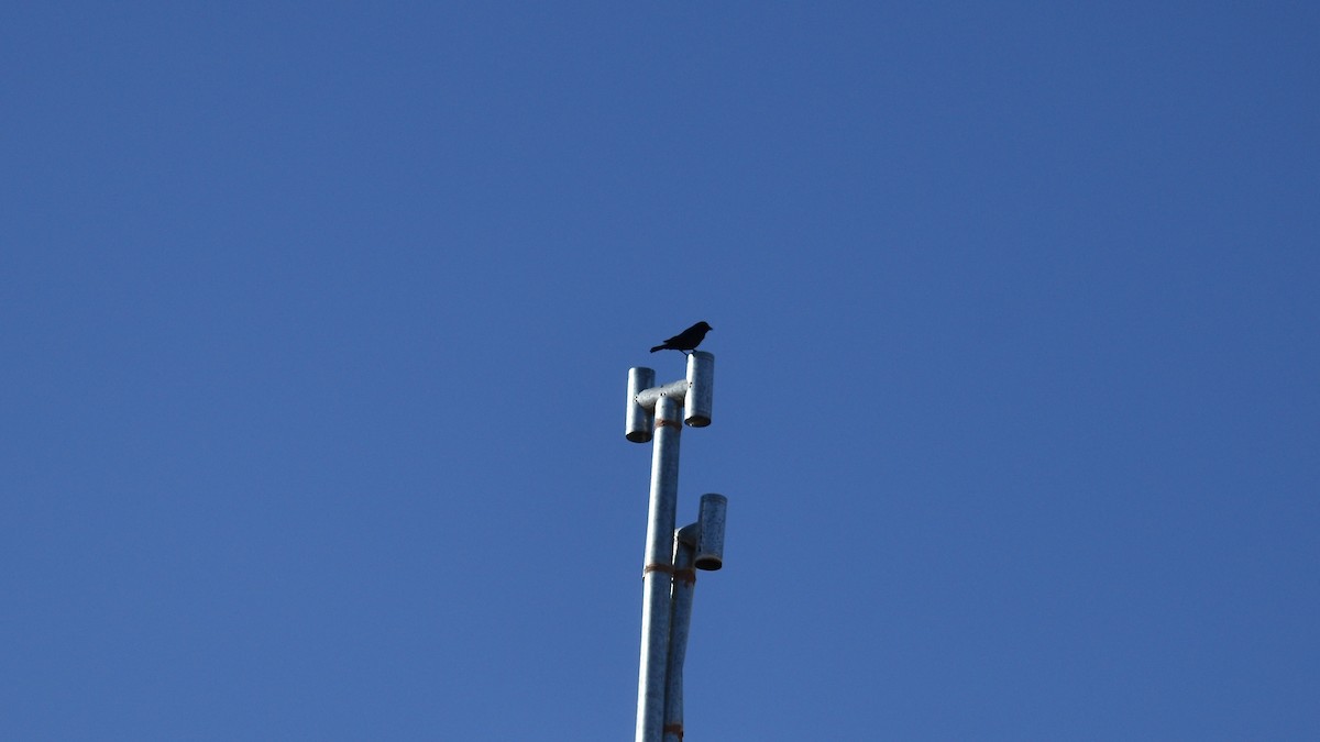 Shiny Cowbird - ML646975335