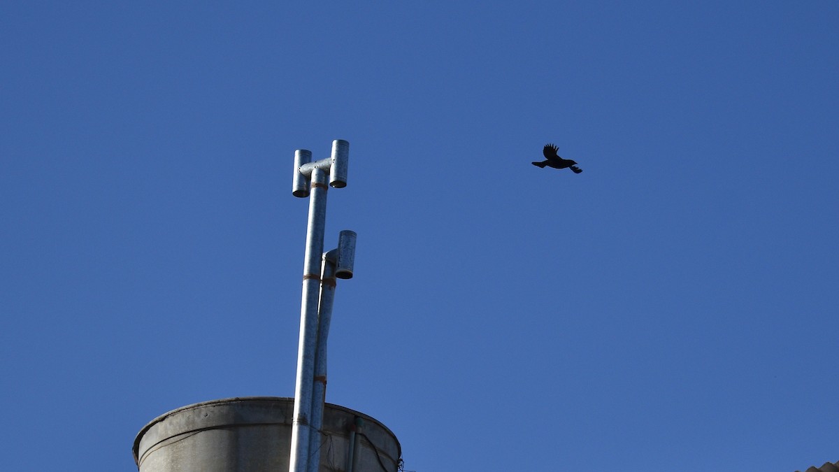 Shiny Cowbird - ML646975336