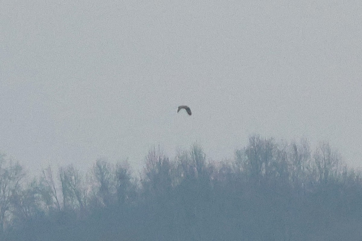 kalous pustovka - ML646975341