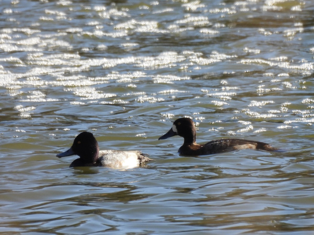 Lesser Scaup - ML646975343