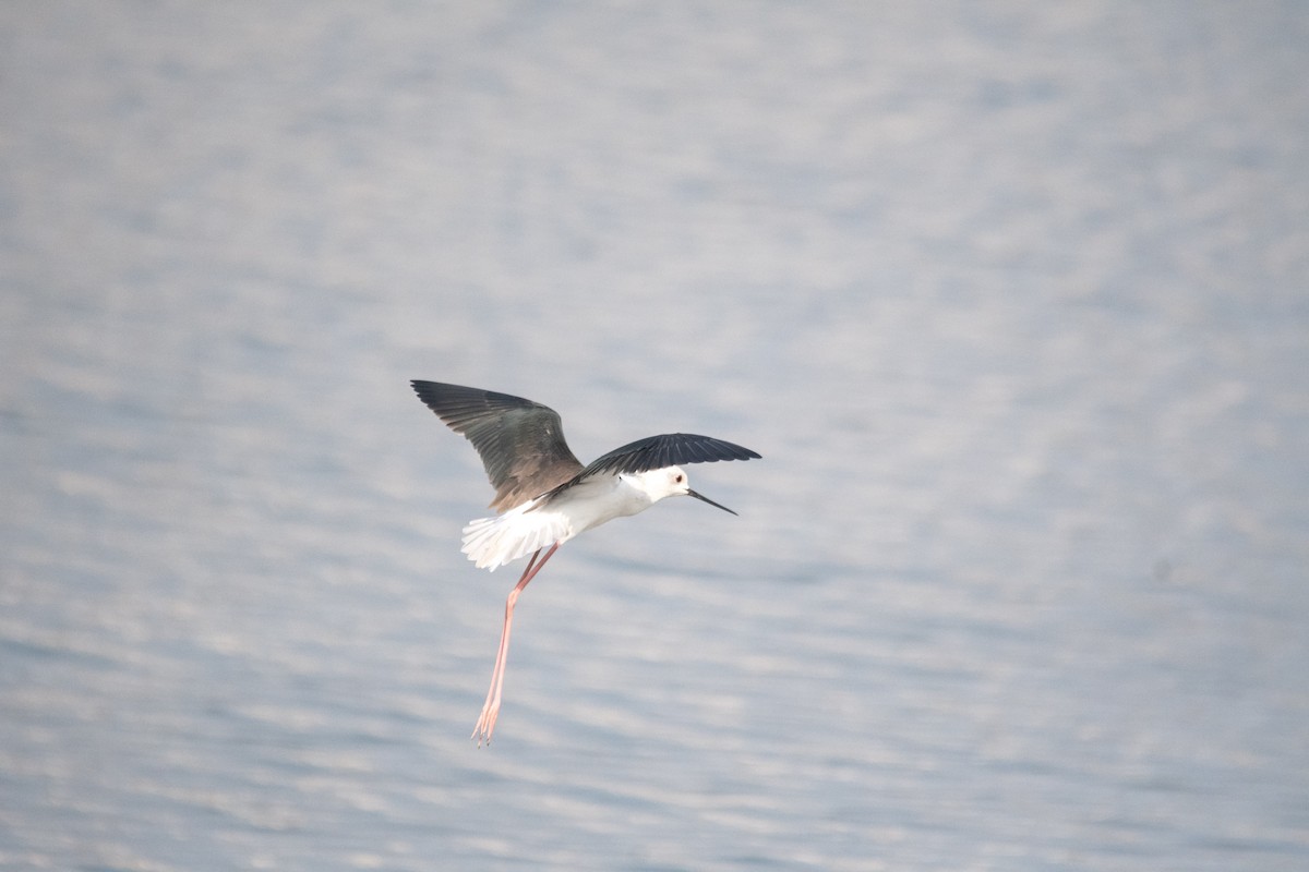 Black-winged Stilt - ML646975344