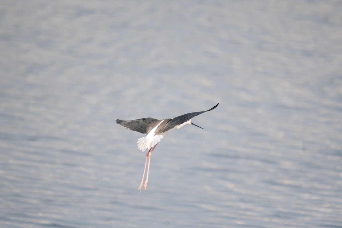 Black-winged Stilt - ML646975345