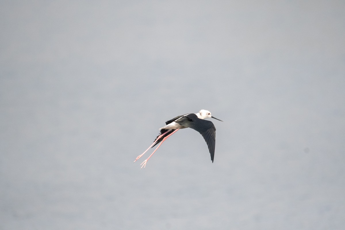 Black-winged Stilt - ML646975346
