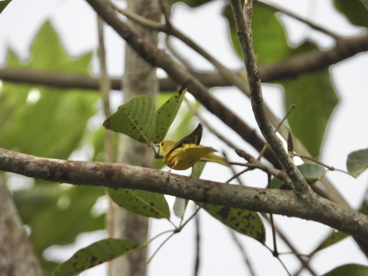 Northern Yellow Warbler - ML646975347