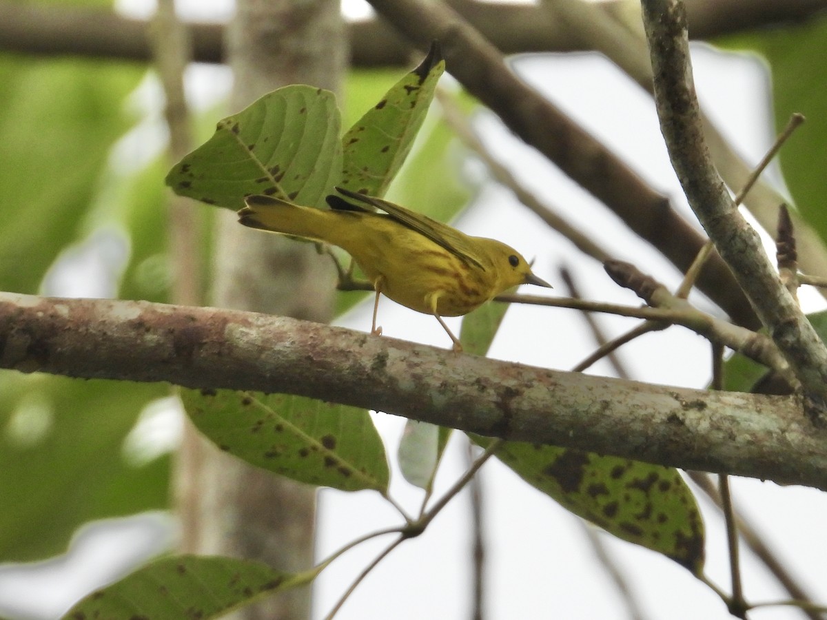 Northern Yellow Warbler - ML646975348