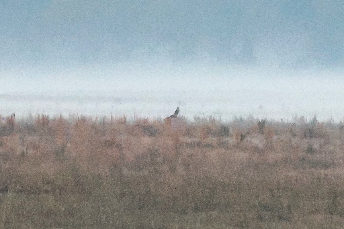 kalous pustovka - ML646975351