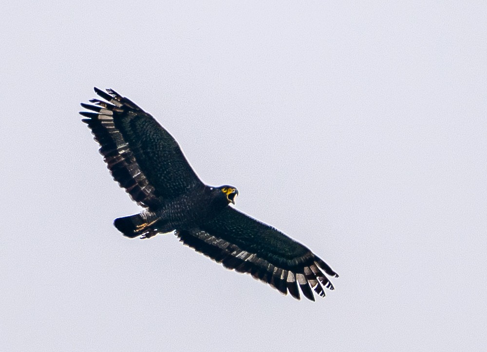 Crested Serpent-Eagle - ML646975353