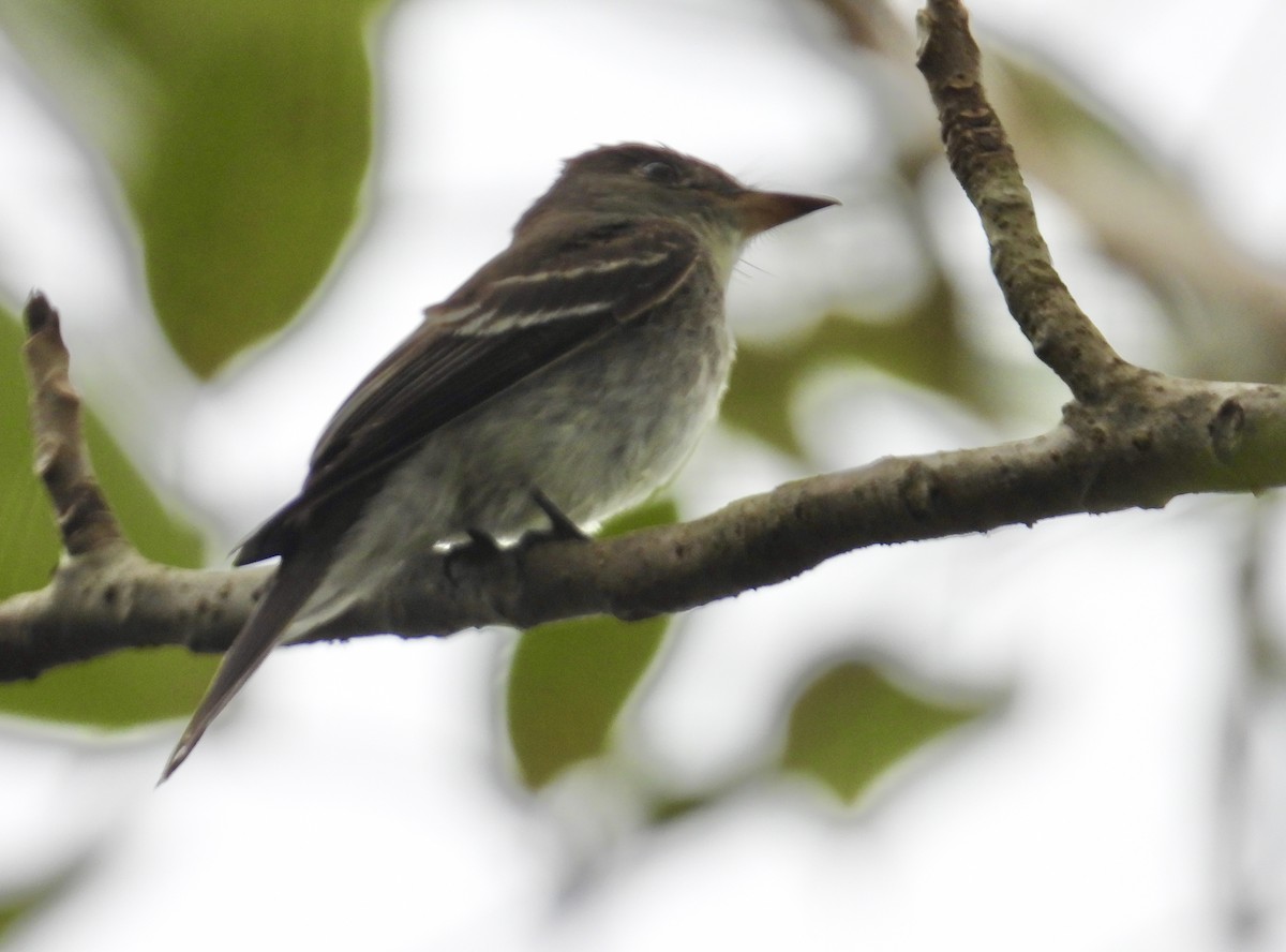 Northern Tropical Pewee - ML646975354