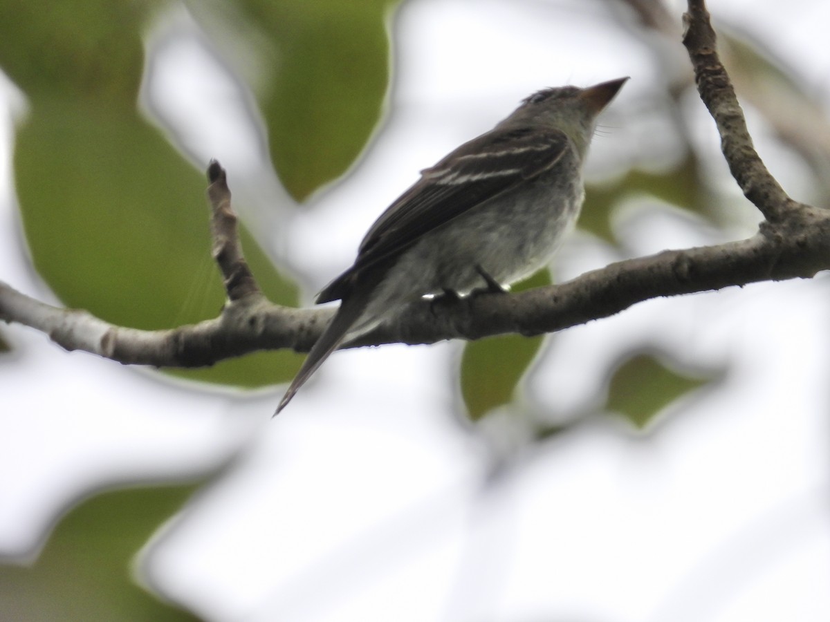 Northern Tropical Pewee - ML646975355