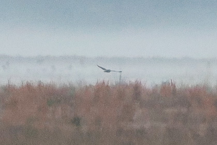 Short-eared Owl - ML646975356