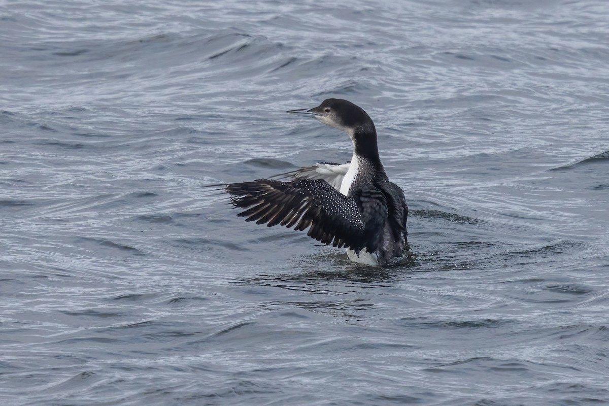 ハシグロアビ - ML646975357