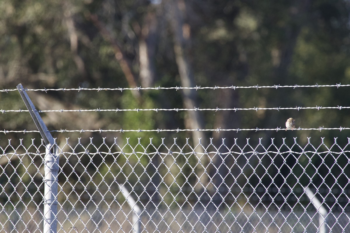 Savannah Serçesi - ML646975358