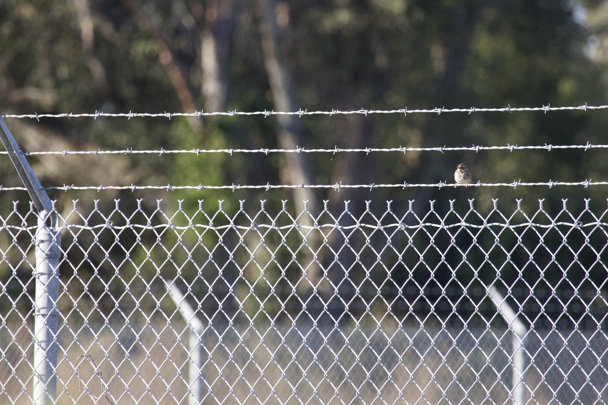 Savannah Serçesi - ML646975359