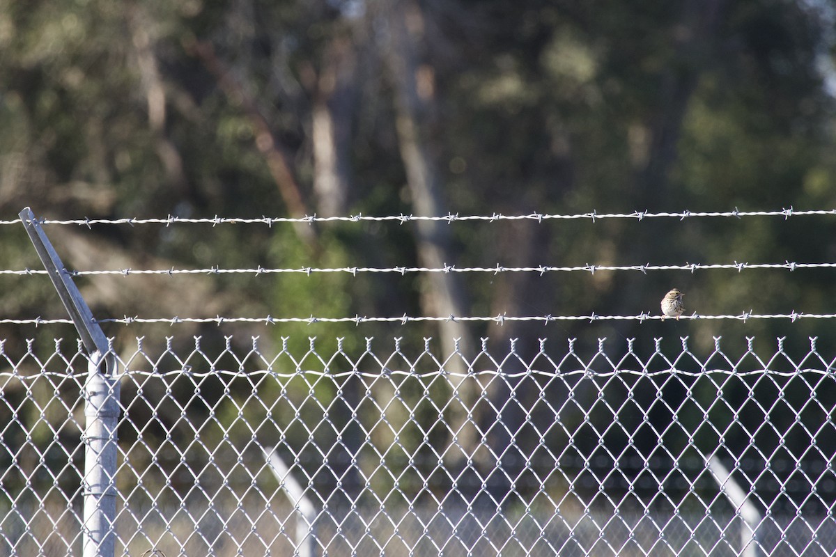 Savannah Serçesi - ML646975360