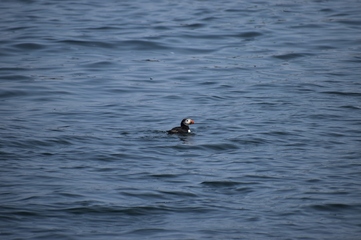 Atlantic Puffin - ML646975361