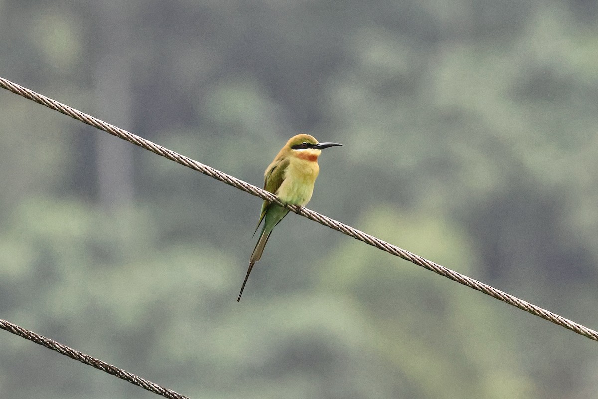 Blue-tailed Bee-eater - ML646975362