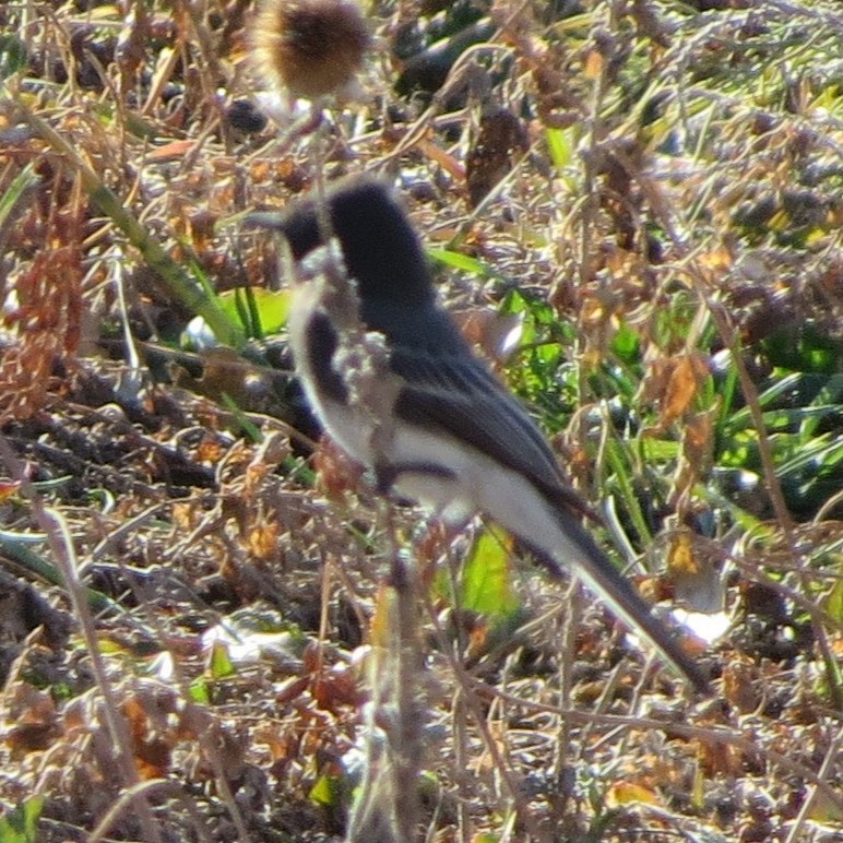 Black Phoebe - ML646975363