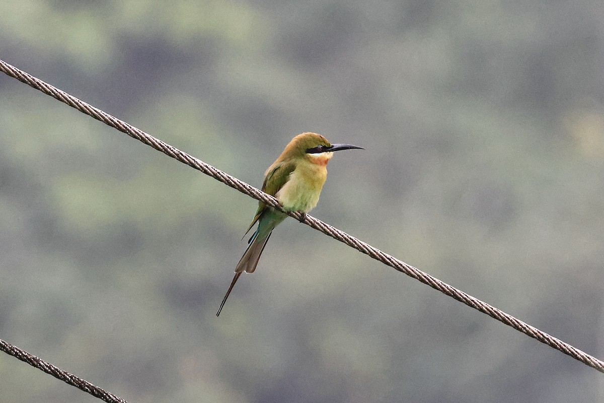 Blue-tailed Bee-eater - ML646975365