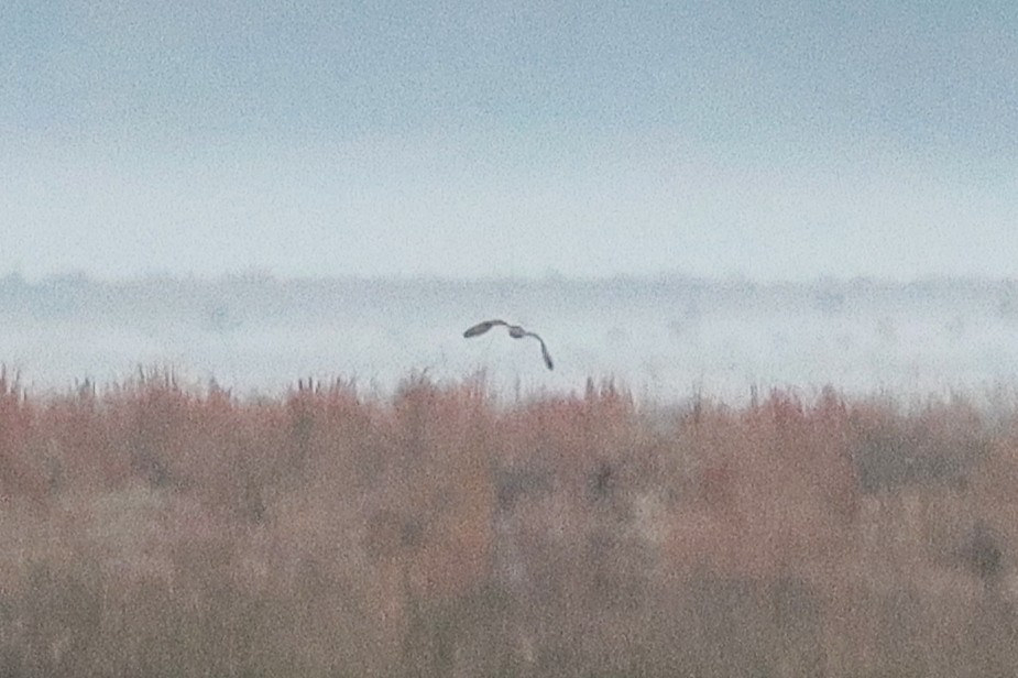 Short-eared Owl - ML646975373