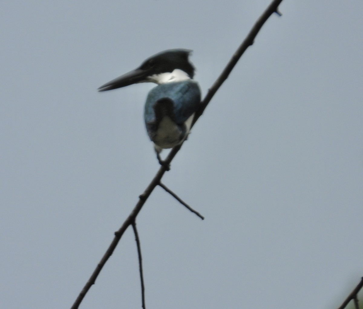 Amazon Kingfisher - ML646975375