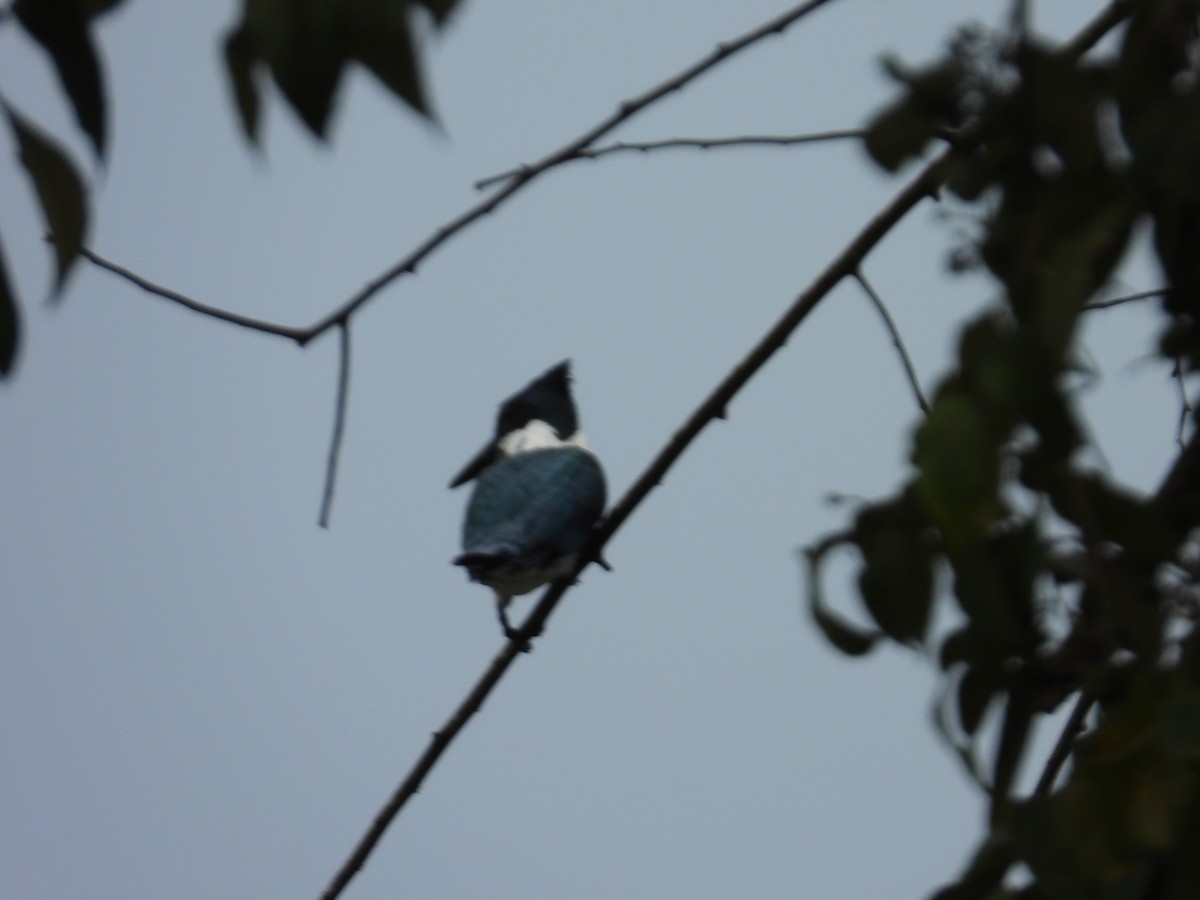 Amazon Kingfisher - ML646975376