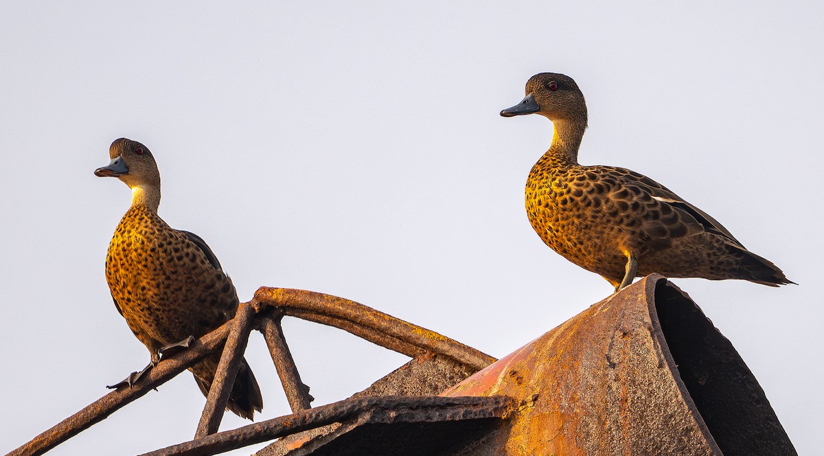 Sunda Teal - ML646975378