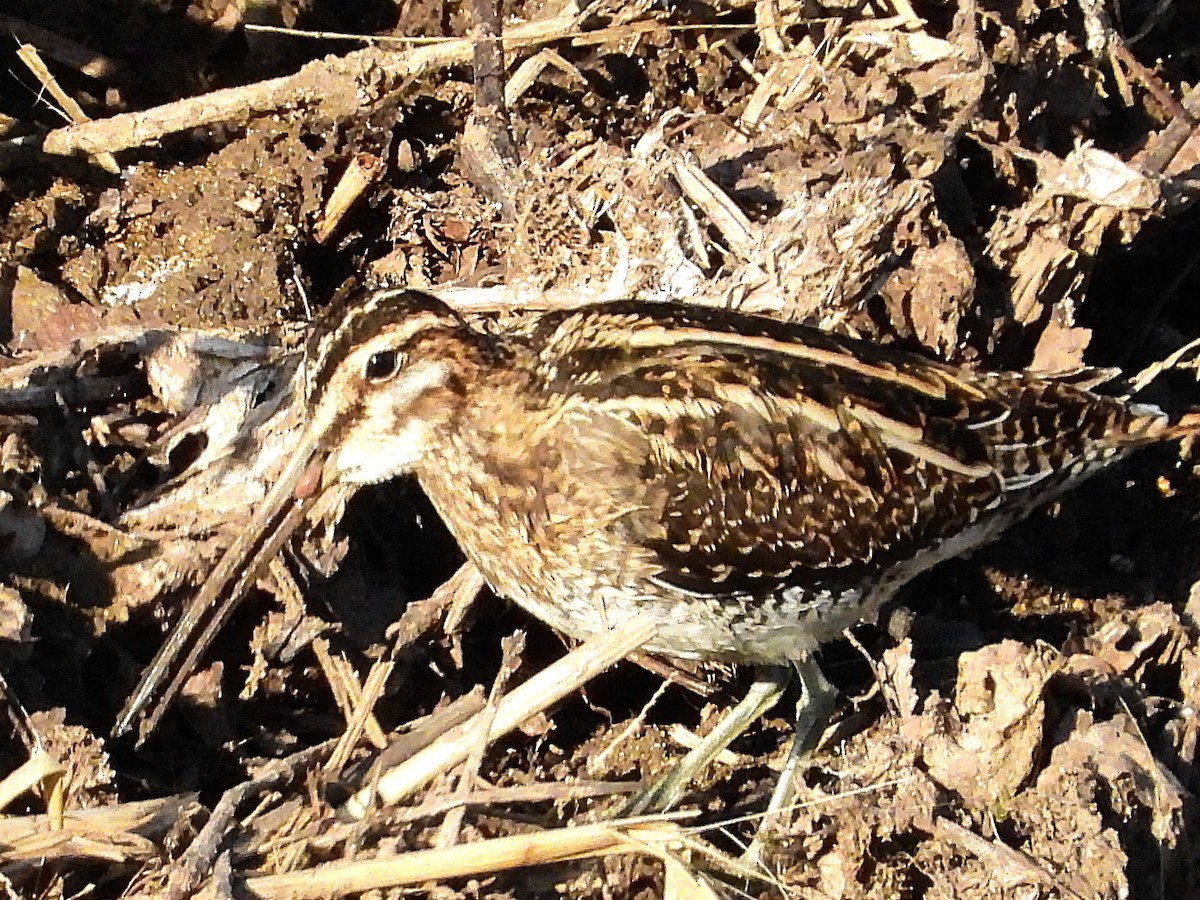 Common Snipe - ML646975379