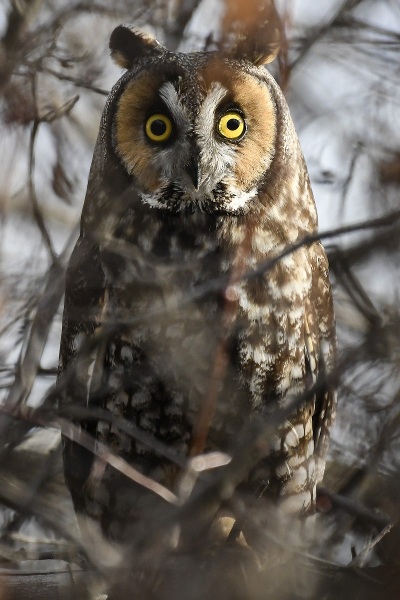 Long-eared Owl - ML646975380