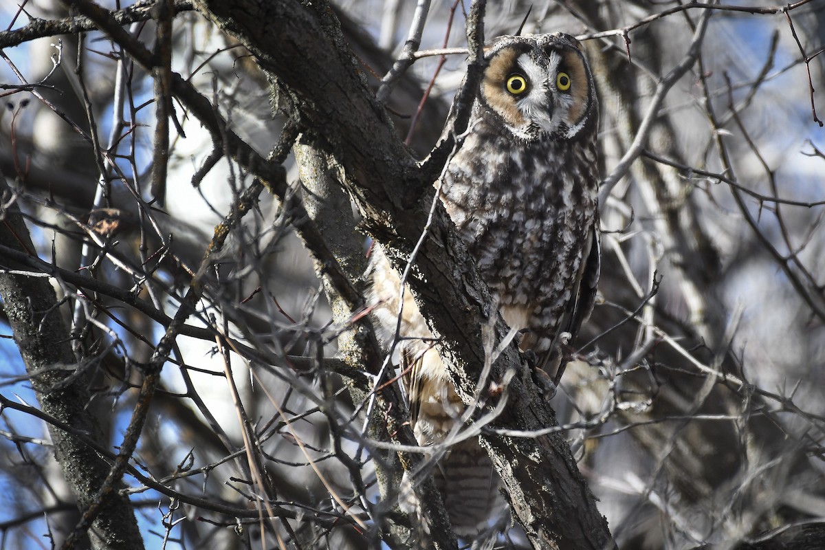 Long-eared Owl - ML646975381