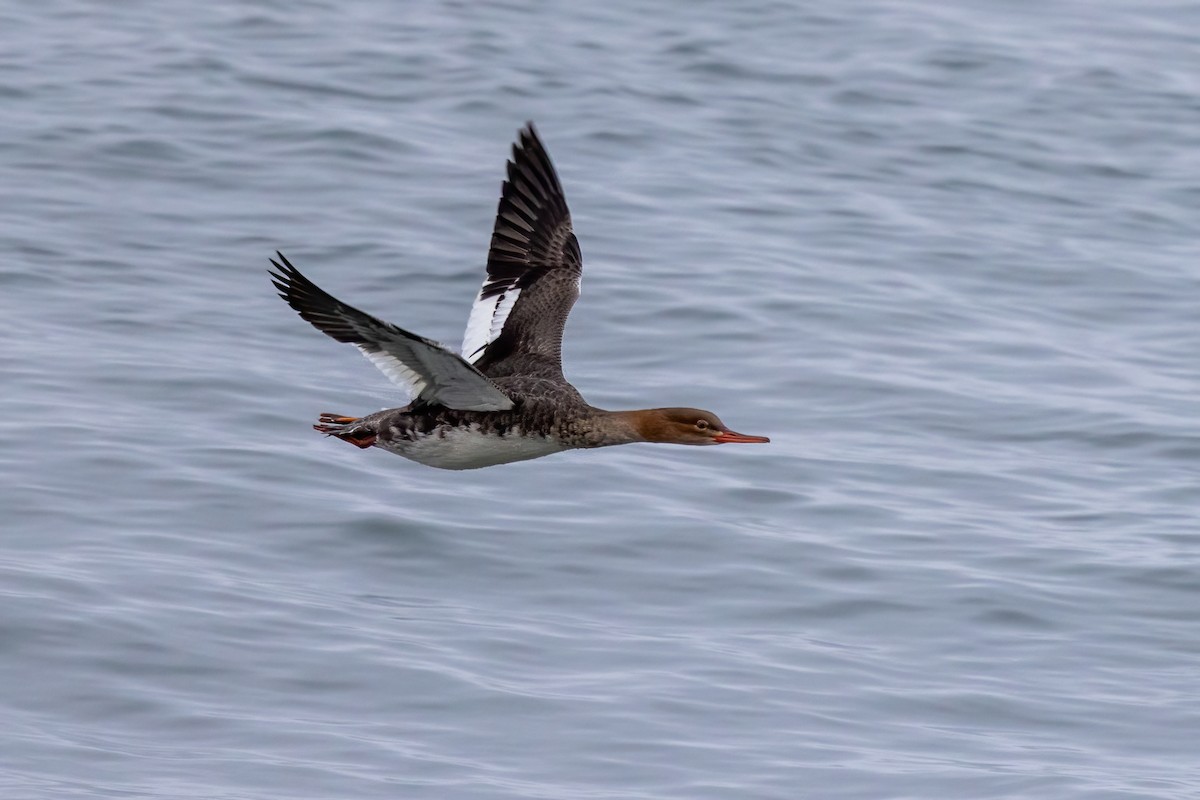 ウミアイサ - ML646975382