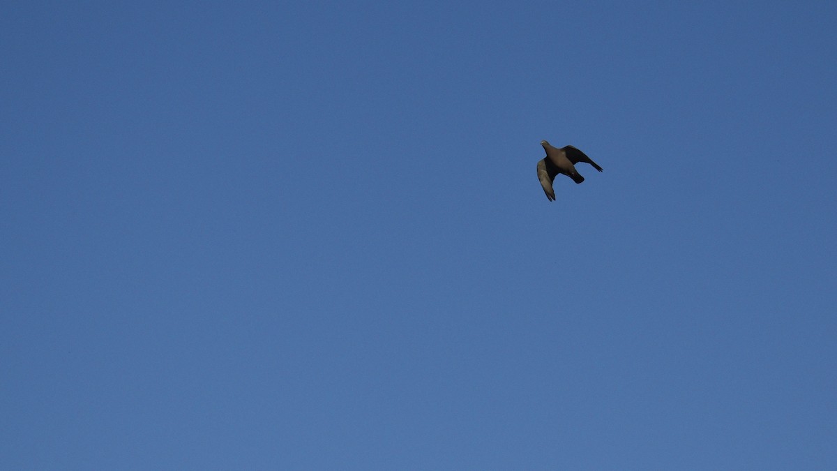 Picazuro Pigeon - ML646975383