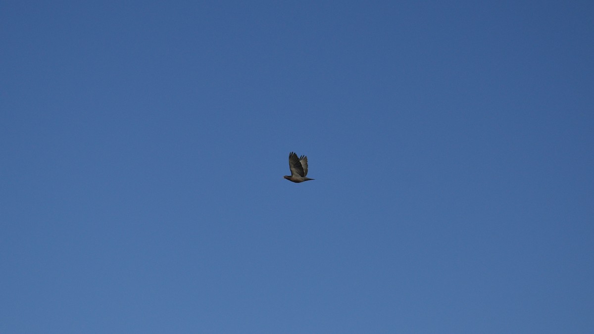 Picazuro Pigeon - ML646975384