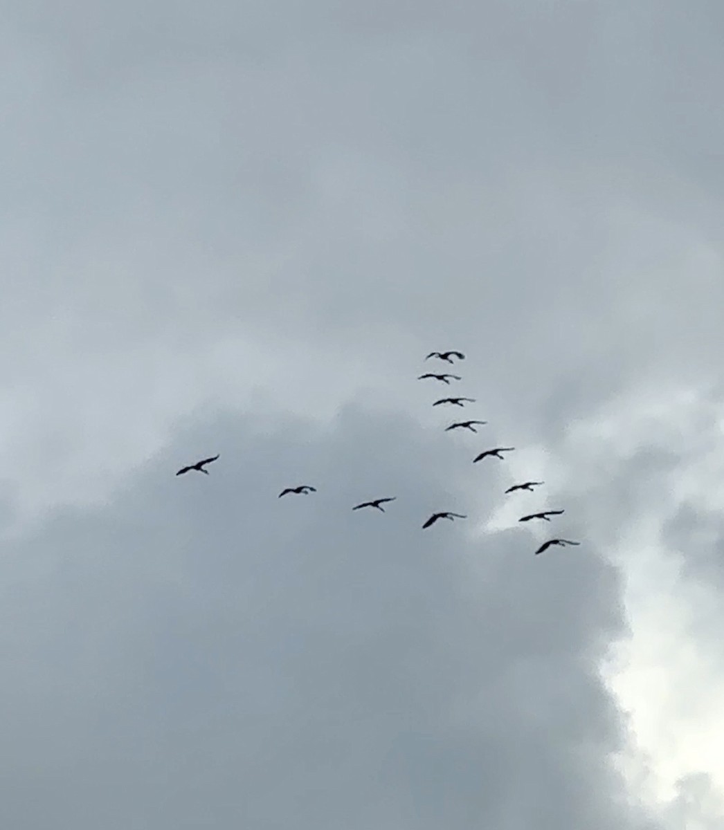 Sandhill Crane - ML646975385