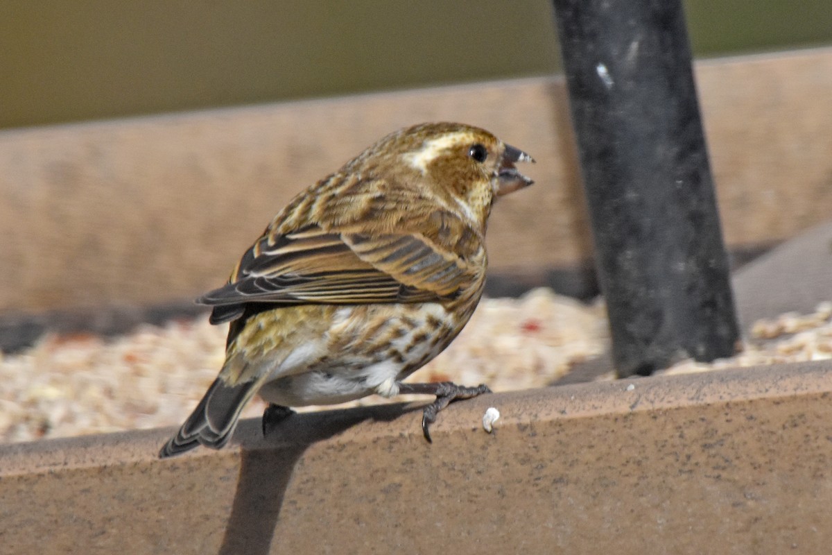 Purple Finch - ML646975386