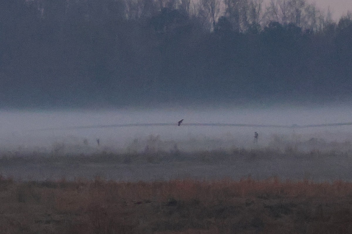 Short-eared Owl - ML646975388