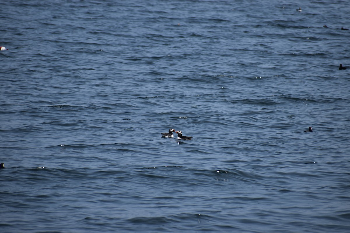 Atlantic Puffin - ML646975389