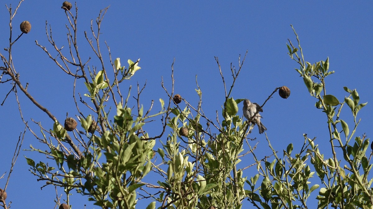 House Sparrow - ML646975390