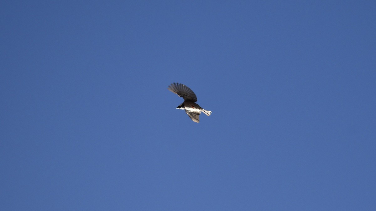 House Sparrow - ML646975391