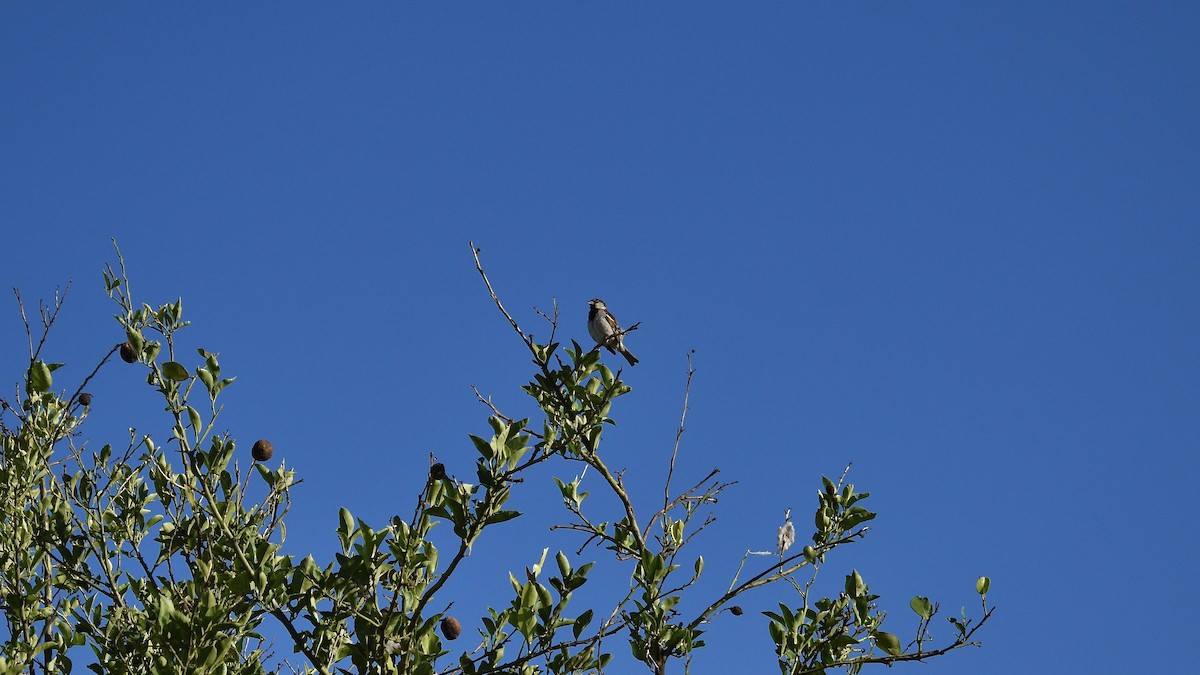 House Sparrow - ML646975392