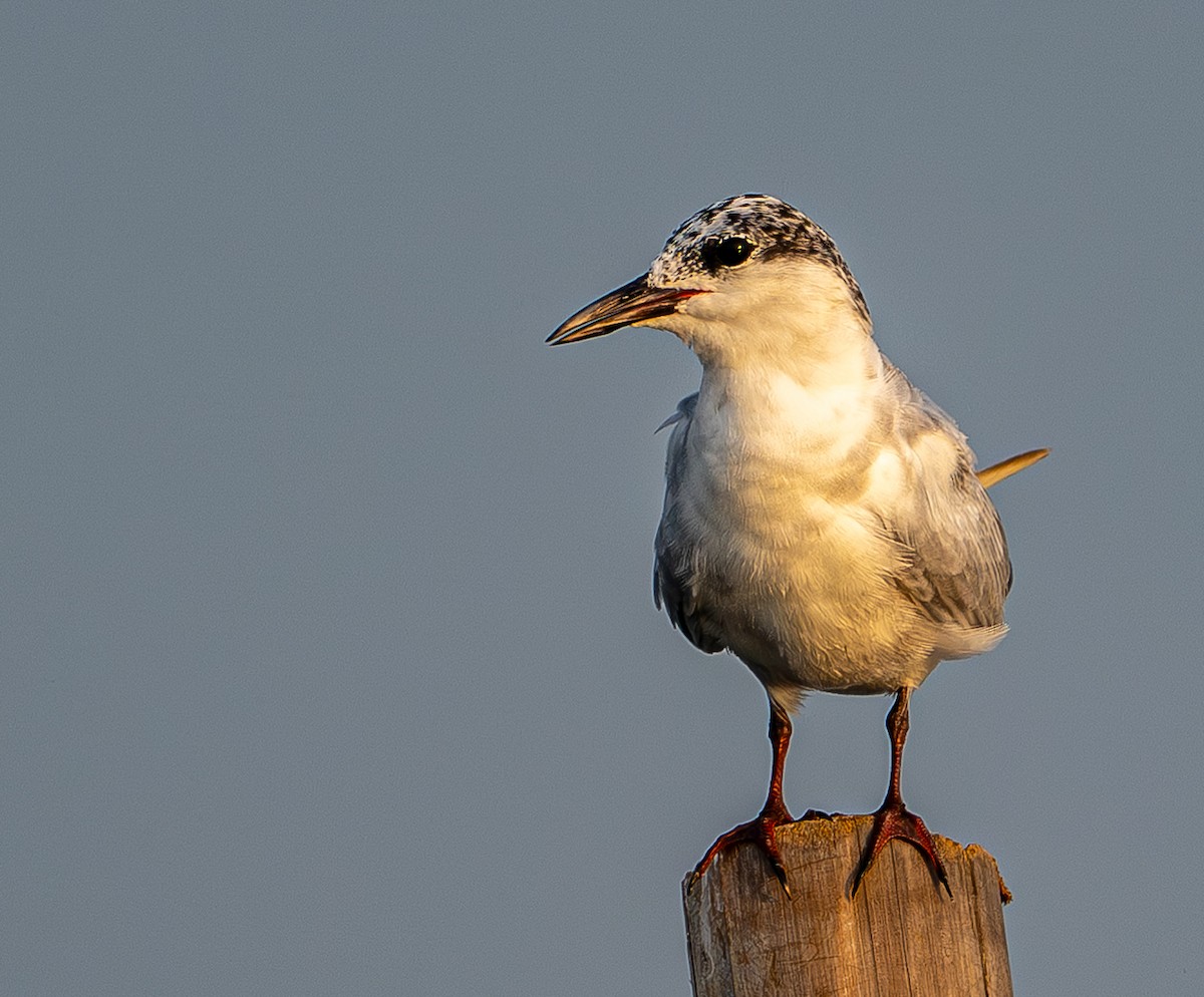 Whiskered Tern - ML646975393