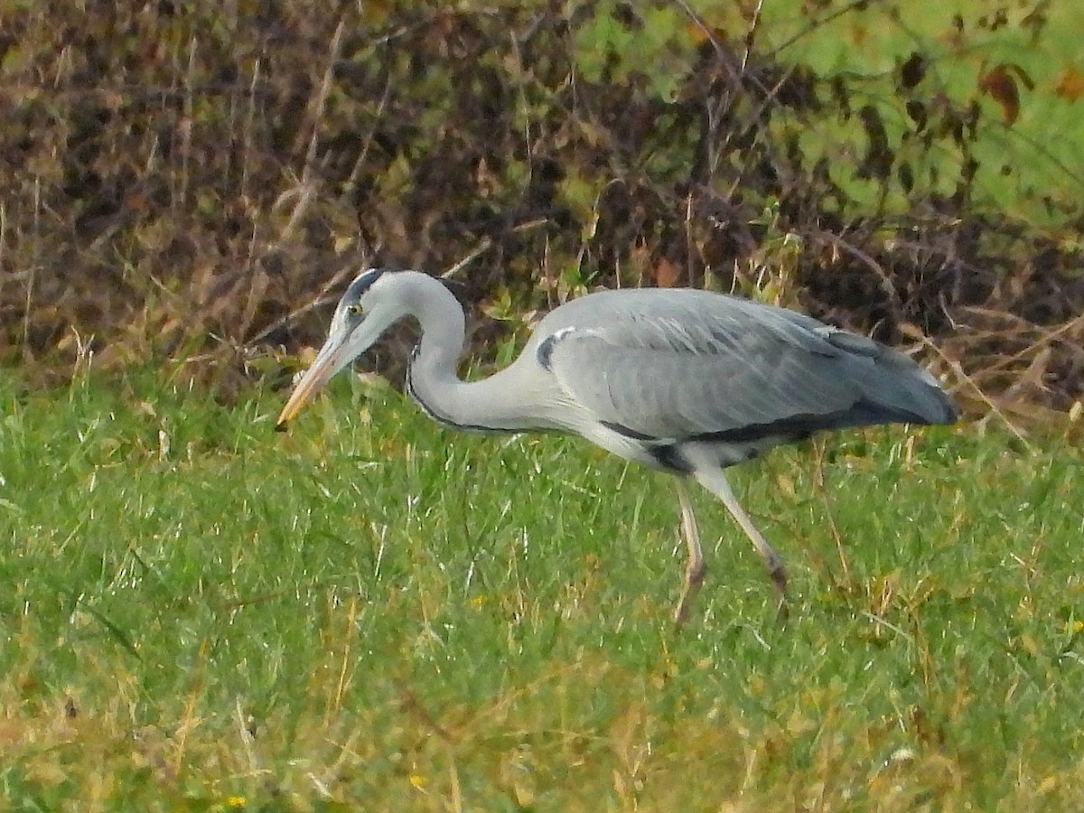 Gray Heron - ML646975395