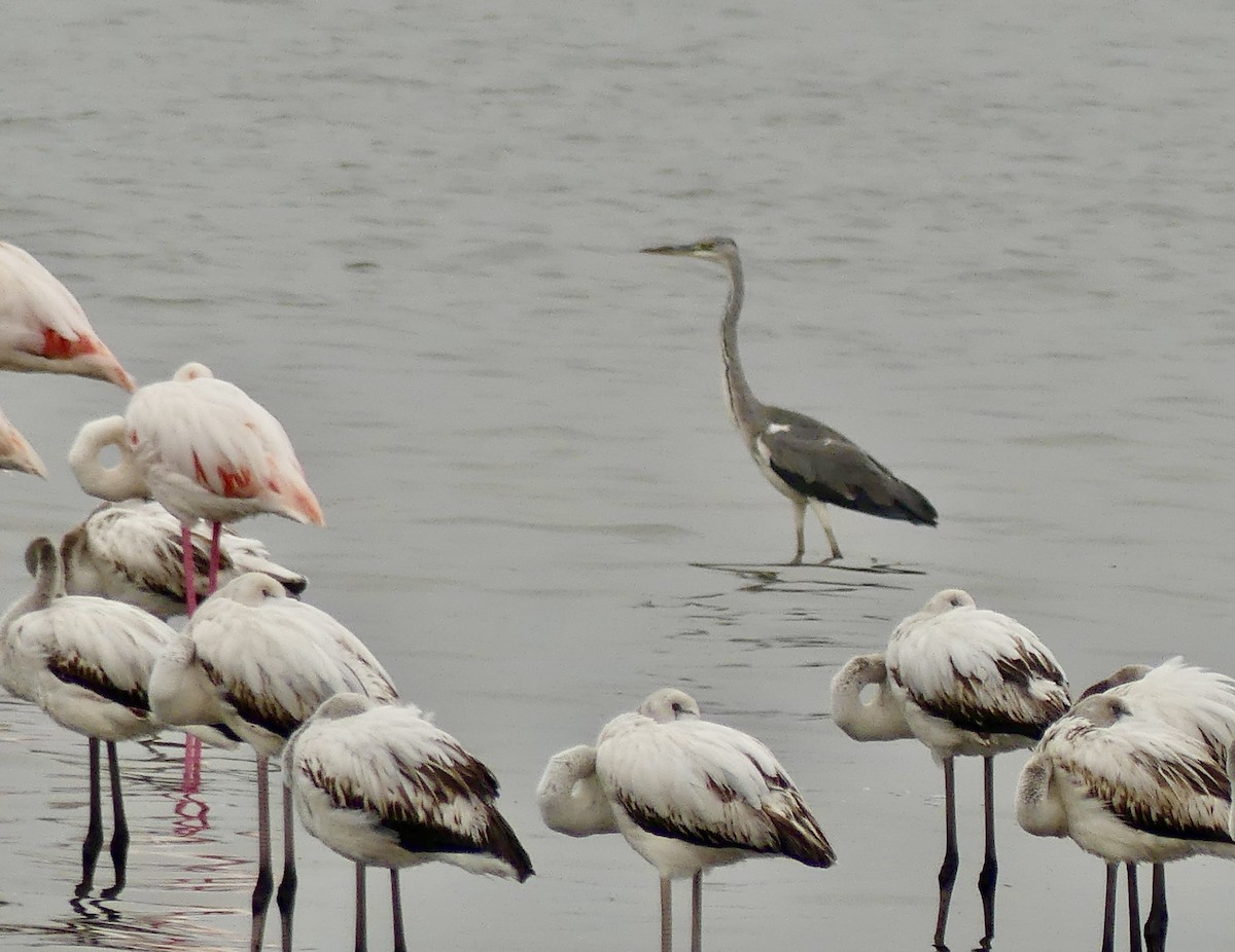 Gray Heron - ML646975397