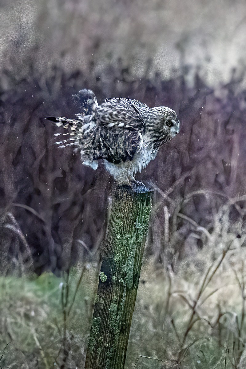 Short-eared Owl - ML646975398