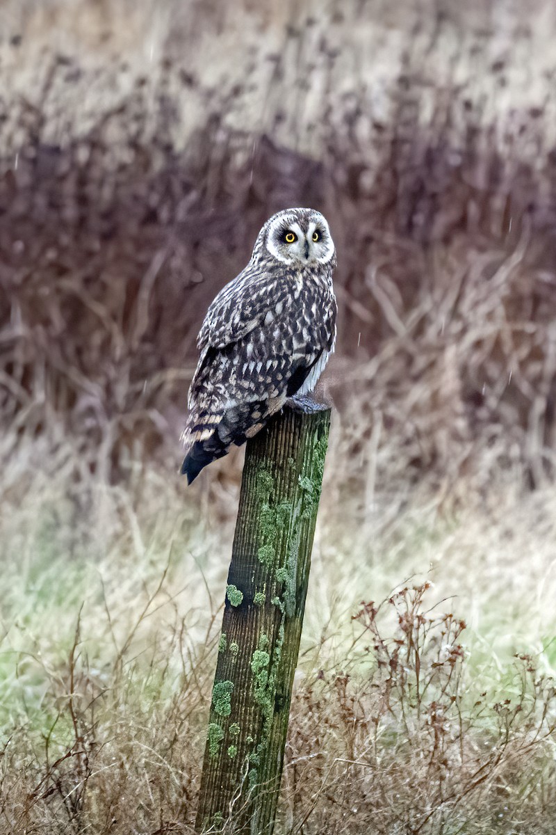 kalous pustovka - ML646975399