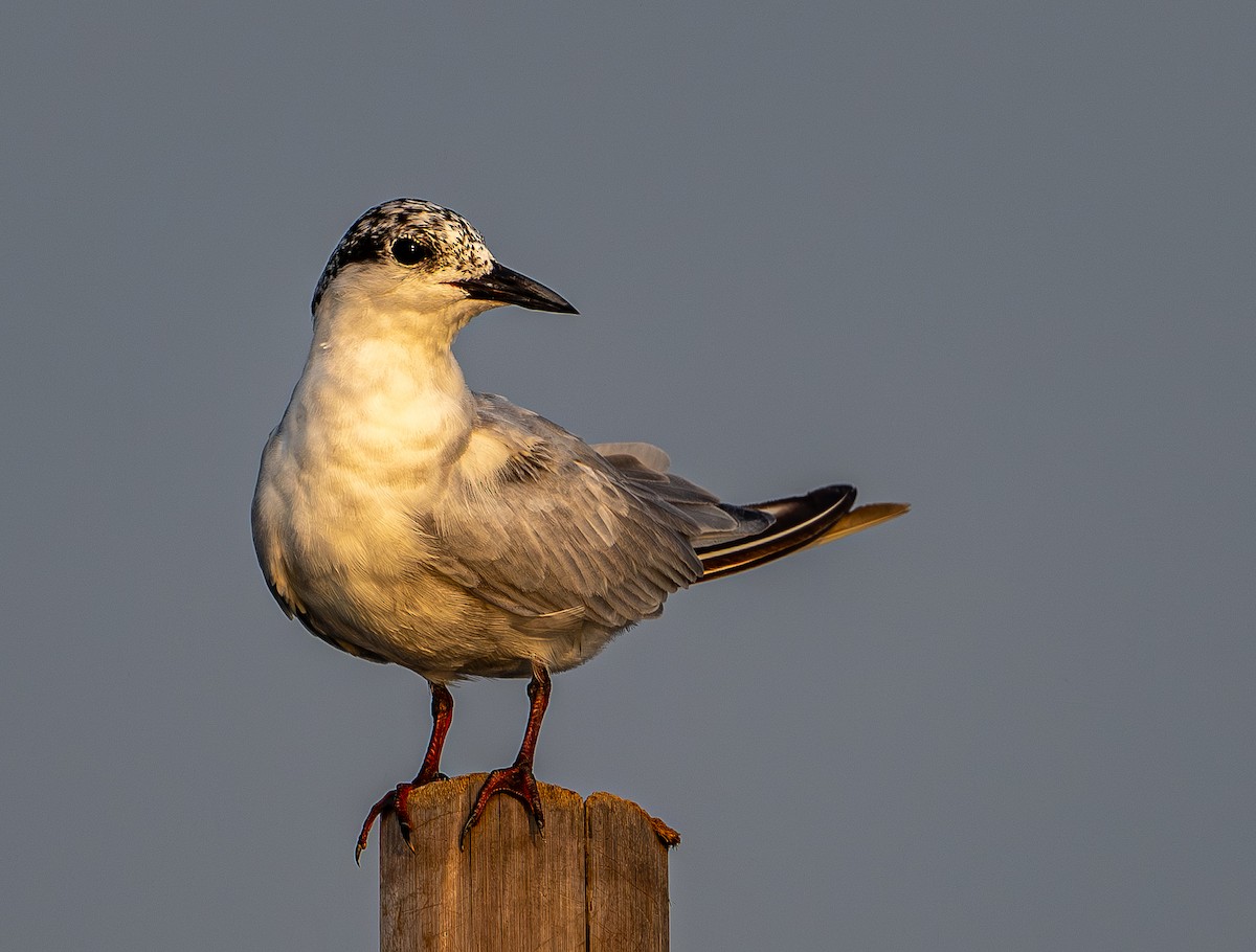 Whiskered Tern - ML646975400