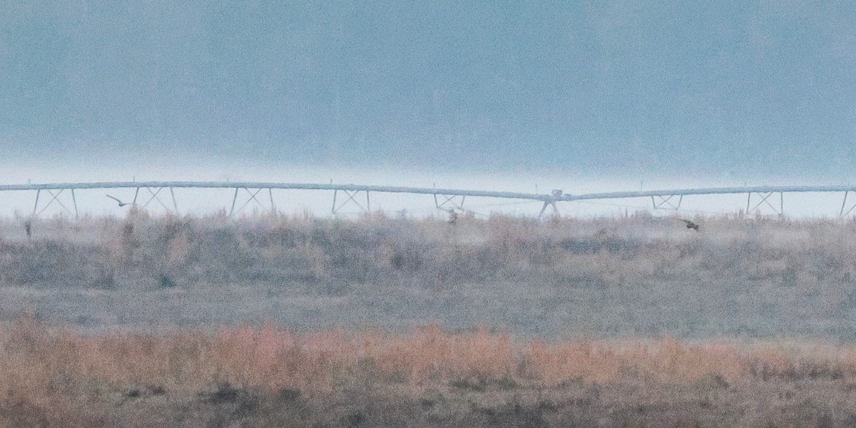 kalous pustovka - ML646975405