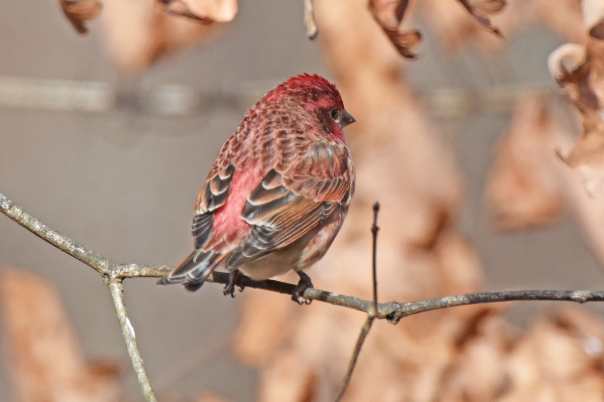 Purple Finch - ML646975407