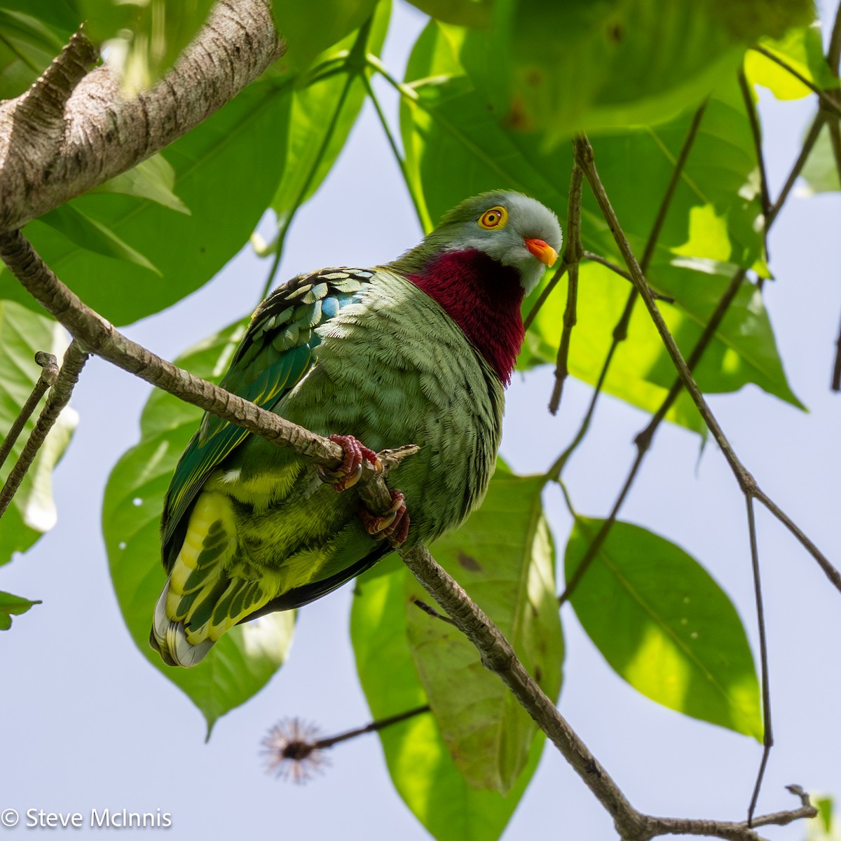 Ptilope turvert - ML646975408