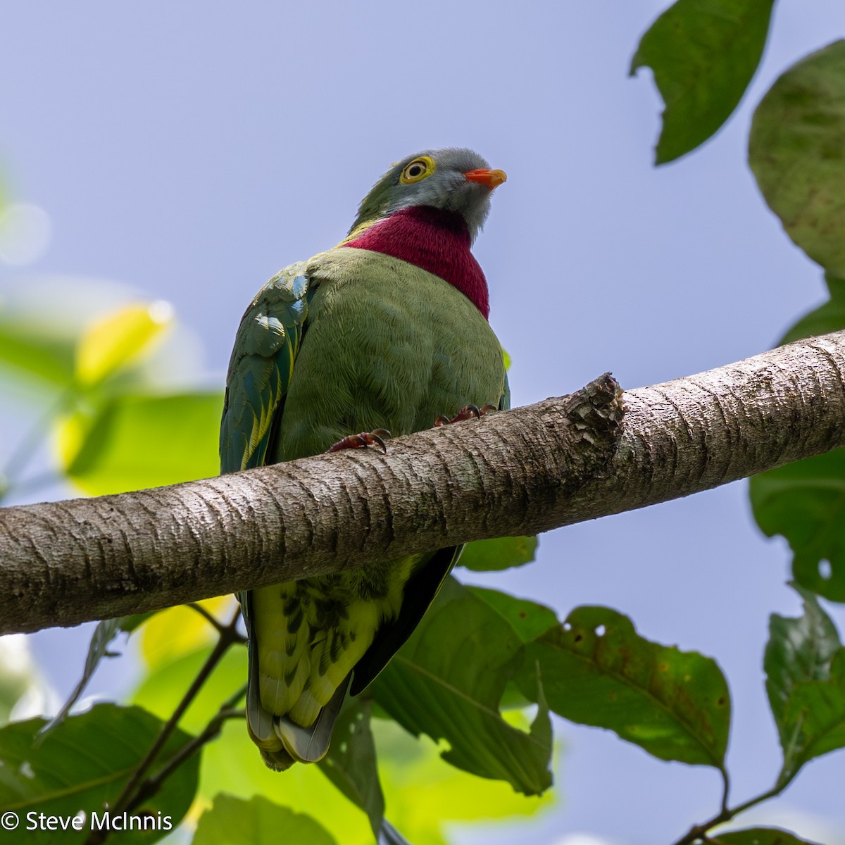 Ptilope turvert - ML646975409